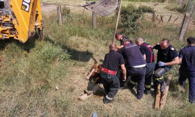 Pompierii au salvat un cal care cazuse intr-un canal