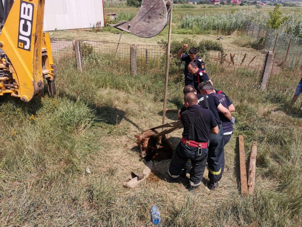 pompierii au intervenit pentru salvarea unui cal