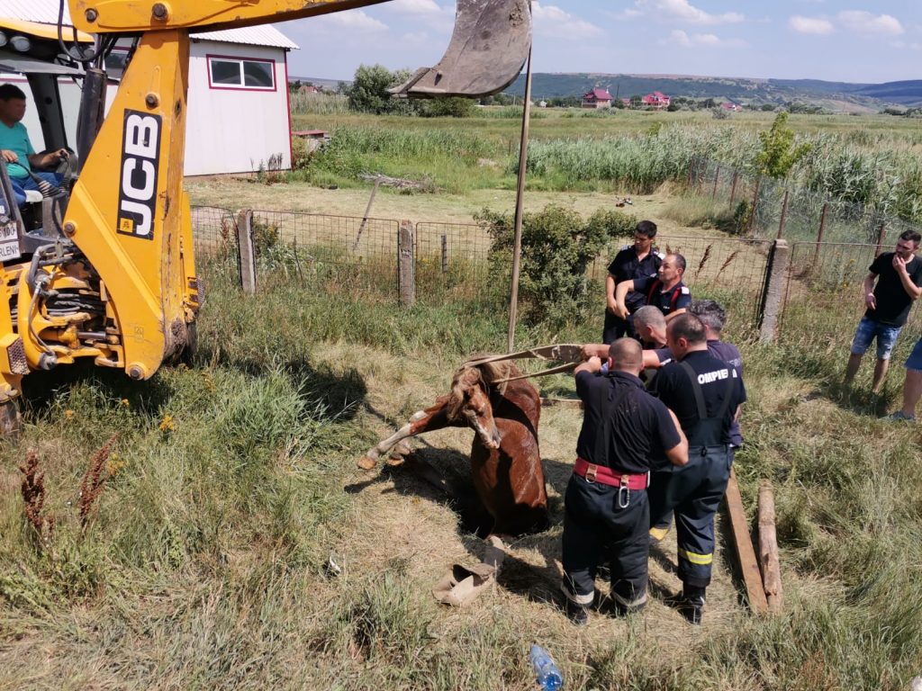 pompierii au intervenit pentru salvarea unui cal