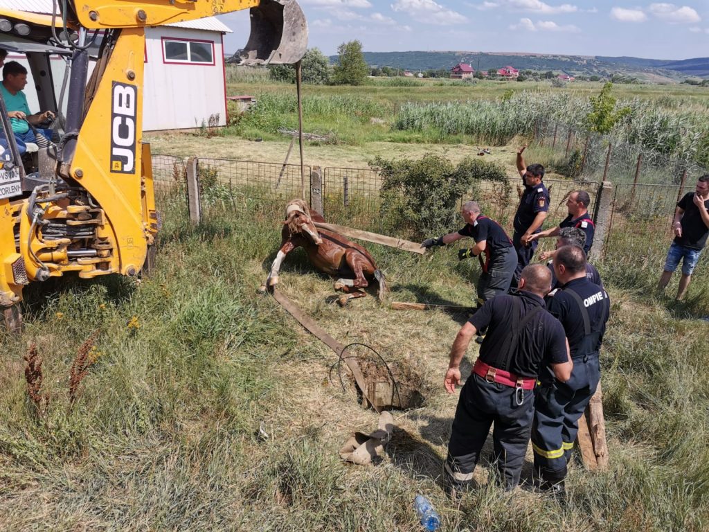 pompierii au intervenit pentru salvarea unui cal